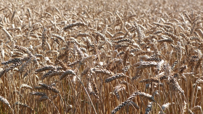 Урожай. Поле. Пшеница / Фото: пресс-служба РСХБ