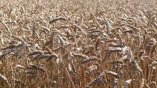 Урожай. Поле. Пшеница / Фото: пресс-служба РСХБ