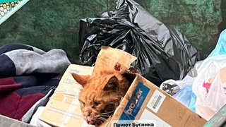 Выброшенный кот / Источник фото: Barnaul 22