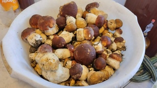 Белые грибы в тазике / Фото: amic.ru