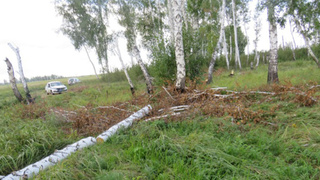 Спиленные березы / Фото: ГУ МВД по Алтайскому краю