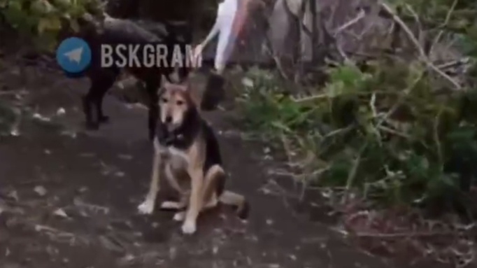 Беспризорные собаки / Кадр из видео: 