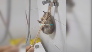 Издевательства над котенком / Фото: Barnaul 22