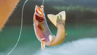 Рыба / Фото: unsplash.com / Wes Walker