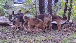 Собаки недалеко от школы / Кадр из видео: "Инцидент Бийск"