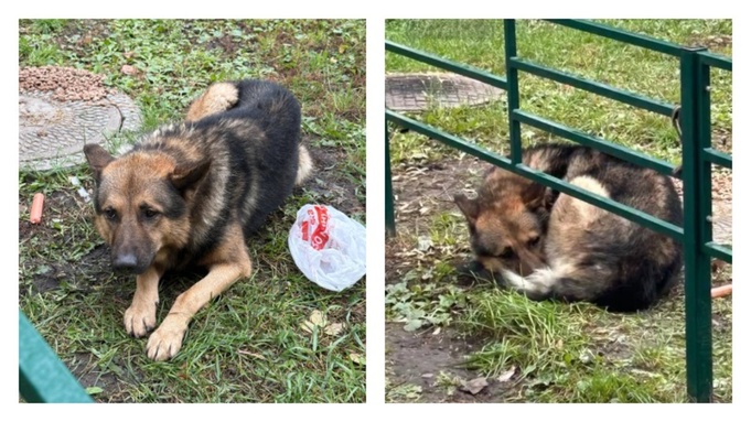 Оставленная собака / Фото: "Инцидент Россия"