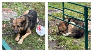 Оставленная собака / Фото: "Инцидент Россия"