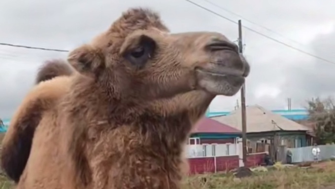 Верблюд на улицах города / Кадр из видео: 
