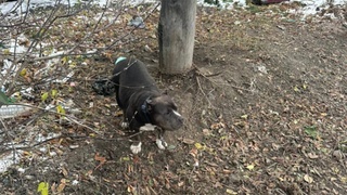 Собака на цепи / Фото: "Инцидент Барнаул"