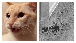 Кот, защитивший маленького хозяина / Фото: Baza