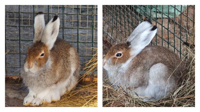 Новый питомец в зоопарке / Фото: 