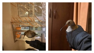 Водяной пастушок / Фото: "Местами по краю"