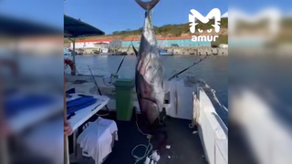 Выловленный тунец / Кадр из видео: Amur Mash