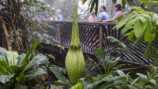 Аморфофаллус титанический / Фото: JIM LO SCALZO/ТАСС