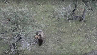 Мишка в поисках яблок / Фото: кадр из видео сотрудника Алтайского заповедника Юрия Калинкина