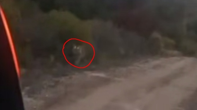 Тигр на охоте за парой россиян / Фото: Amur Mash