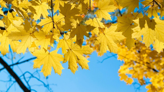 Осенние листья / Фото: amic.ru   