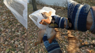 Жестоко убитая белка / Фото: "Инцидент Барнаул"