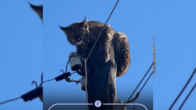 Рысь, застрявшая на столбе / Фото: "Газета.ru"