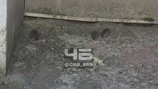 Крысы рядом с домом / Кадр из видео: "Черное и Белое Барнаул"