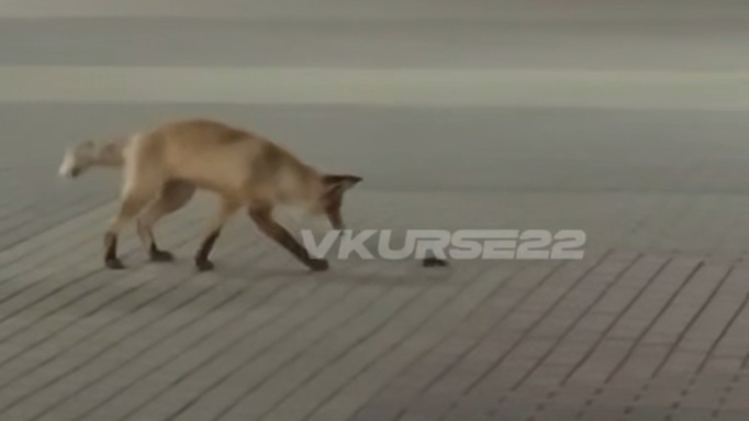 Лиса, играющая с мышкой / Кадр из видео 