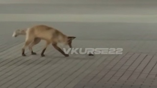 Лиса, играющая с мышкой / Кадр из видео "В курсе 22"