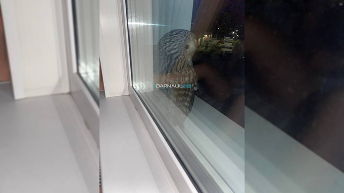 Сова на подоконнике / Фото: Barnaul 22