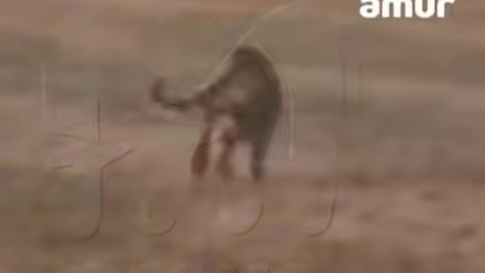 Тигр, убегающий по полю / Кадр из видео: Amur Mash