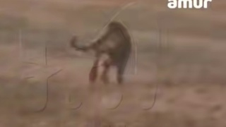 Тигр, убегающий по полю / Кадр из видео: Amur Mash