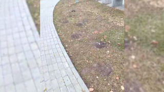 Выкопанные яблони / Кадр из видео: Altapress