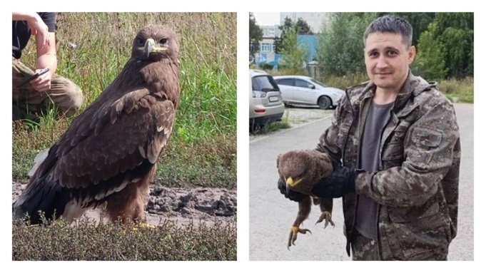 Спасенная редкая птица / Кадр из видео: Ирина Волк