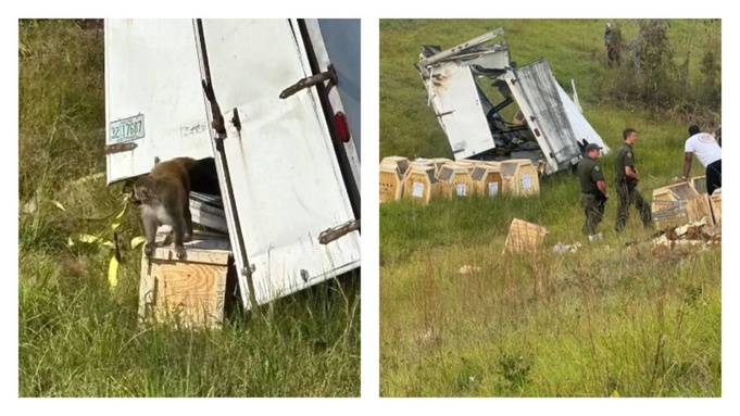 Сбежавшие обезьяны / Фото: ura.ru