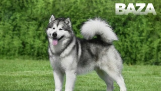 Собака породы маламут / Фото: Telegram-канал Baza