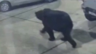 Медведь на прогулке / Кадр из видео: Amur Mash