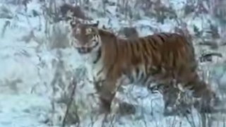 Тигр у дороги / Кадр из видео: Amur Mash