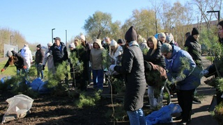 Деревья / Фото: администрация Бийска
