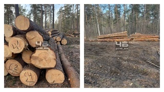 Спиленные реликтовые деревья / Фото: "Черное и Белое Барнаул"