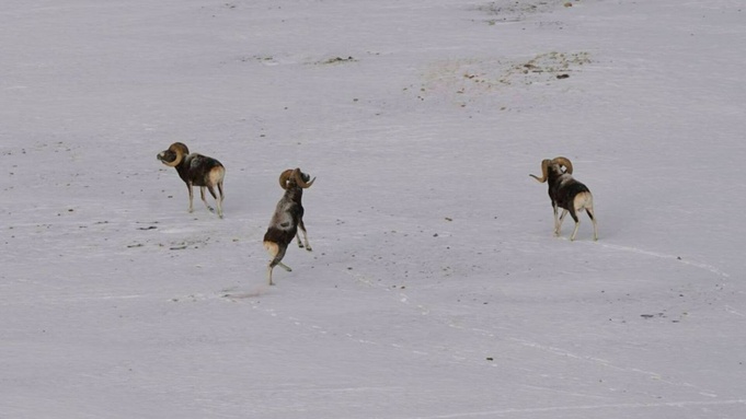 Бараны аргали / Фото: Алексей Кужлеков