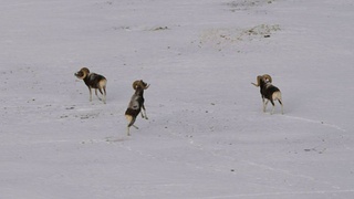 Бараны аргали / Фото: Алексей Кужлеков