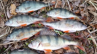 Фото: Алтайское рыболовное сообщество во "ВКонтакте" / vk.com/fishmen_altai