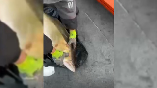 Мужчина вместе с выловленным судаком / Кадр из видео: VN.ru