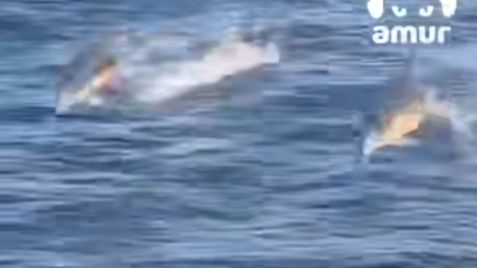 Дельфины выпрыгивают из воды / Кадр из видео: Amur Mash