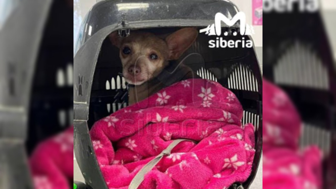 Храбрый той-терьер / Фото: Mash Siberia