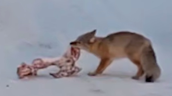 Лиса с костью возле школы / Кадр из видео