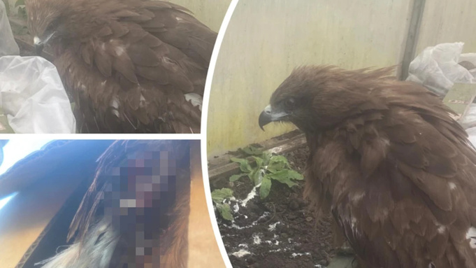 Раненый коршун / Фото: "КП-Новосибирск"