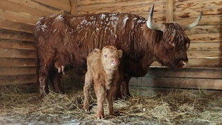 Фото: барнаульский зоопарк "Лесная сказка"