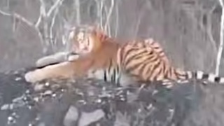 Отдыхающий тигр / Кадр из видео: Amur Mash