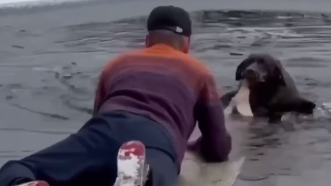 Спасение собаки / Кадр из видео: 