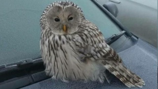 Спасенная сова / Фото: "В курсе 22"
