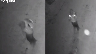 Момент нападения собаки / Фото: "КП-Новосибирск"